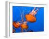 Jellyfish-topseller-Framed Photographic Print