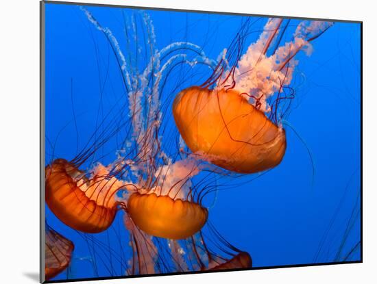 Jellyfish-topseller-Mounted Photographic Print