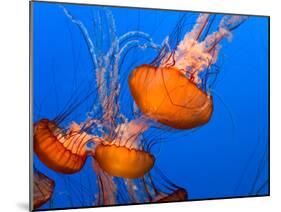 Jellyfish-topseller-Mounted Photographic Print