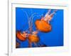 Jellyfish-topseller-Framed Photographic Print