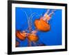 Jellyfish-topseller-Framed Photographic Print