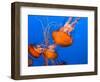 Jellyfish-topseller-Framed Photographic Print