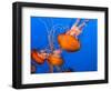 Jellyfish-topseller-Framed Photographic Print