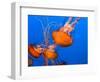 Jellyfish-topseller-Framed Photographic Print