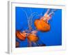 Jellyfish-topseller-Framed Photographic Print