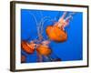 Jellyfish-topseller-Framed Photographic Print