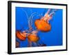 Jellyfish-topseller-Framed Photographic Print