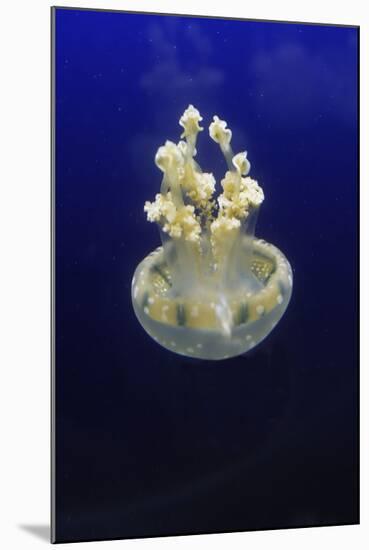 Jellyfish-null-Mounted Photographic Print