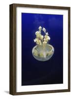 Jellyfish-null-Framed Photographic Print