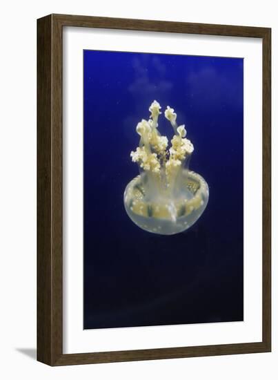 Jellyfish-null-Framed Photographic Print