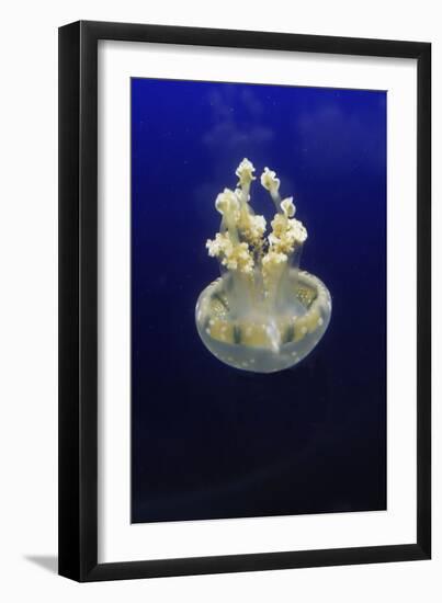 Jellyfish-null-Framed Photographic Print