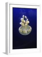 Jellyfish-null-Framed Photographic Print