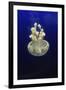 Jellyfish-null-Framed Photographic Print