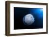 Jellyfish-Barathieu Gabriel-Framed Photographic Print