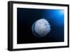 Jellyfish-Barathieu Gabriel-Framed Photographic Print