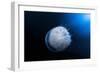 Jellyfish-Barathieu Gabriel-Framed Photographic Print