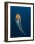 Jellyfish-ILeysen-Framed Photographic Print