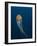 Jellyfish-ILeysen-Framed Photographic Print