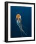 Jellyfish-ILeysen-Framed Photographic Print