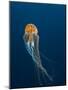 Jellyfish-ILeysen-Mounted Photographic Print