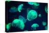Jellyfish-Chizara3-Stretched Canvas