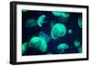 Jellyfish-Chizara3-Framed Photographic Print