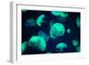 Jellyfish-Chizara3-Framed Photographic Print