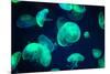 Jellyfish-Chizara3-Mounted Photographic Print