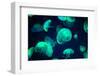 Jellyfish-Chizara3-Framed Photographic Print