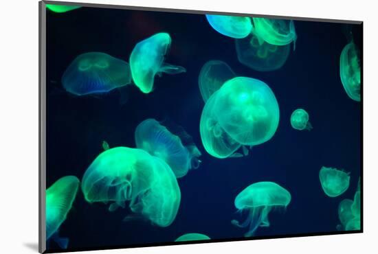 Jellyfish-Chizara3-Mounted Photographic Print