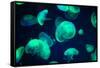 Jellyfish-Chizara3-Framed Stretched Canvas