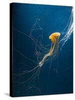 Jellyfish-ILeysen-Stretched Canvas