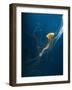 Jellyfish-ILeysen-Framed Photographic Print