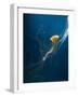 Jellyfish-ILeysen-Framed Photographic Print