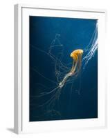Jellyfish-ILeysen-Framed Photographic Print