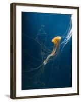 Jellyfish-ILeysen-Framed Photographic Print