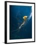 Jellyfish-ILeysen-Framed Photographic Print