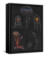 Jellyfish-Philip Henry Gosse-Framed Stretched Canvas