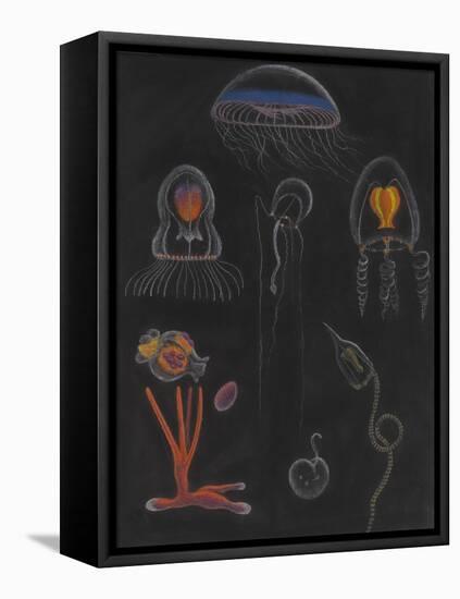 Jellyfish-Philip Henry Gosse-Framed Stretched Canvas