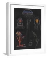 Jellyfish-Philip Henry Gosse-Framed Giclee Print