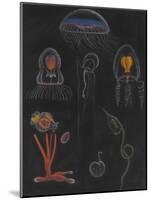 Jellyfish-Philip Henry Gosse-Mounted Giclee Print