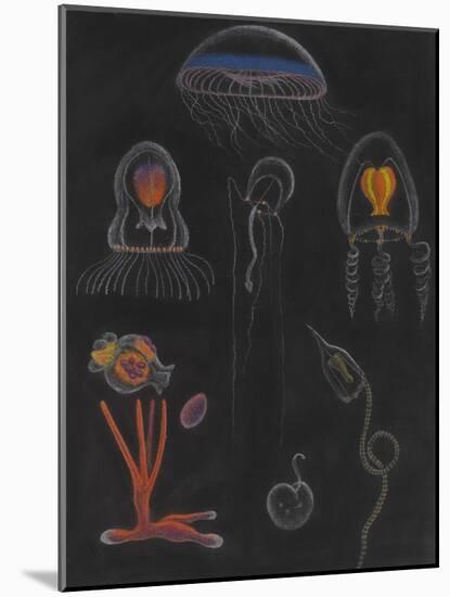 Jellyfish-Philip Henry Gosse-Mounted Giclee Print