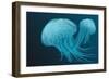 Jellyfish-Arkela-Framed Art Print