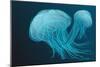 Jellyfish-Arkela-Mounted Art Print