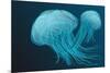 Jellyfish-Arkela-Mounted Premium Giclee Print