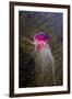 Jellyfish-clubdancer-Framed Photographic Print