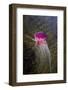 Jellyfish-clubdancer-Framed Photographic Print