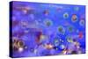 Jellyfishes 1-RUNA-Stretched Canvas