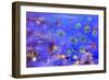 Jellyfishes 1-RUNA-Framed Giclee Print