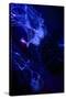 Jellyfishes on Dark Blue Background-PH OK-Stretched Canvas